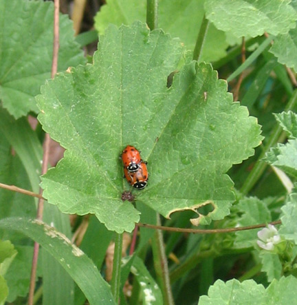 ladybugs, doin' it!