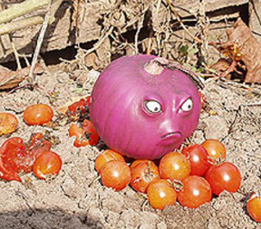 grumpy red onion!