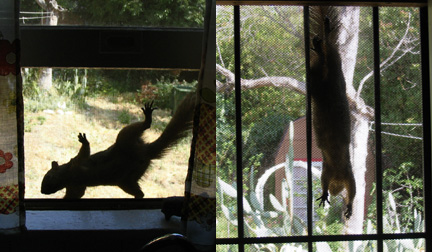 crazy squirrels!